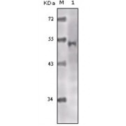 Western blot analysis using Tip60 antibody against truncated Tip60 recombinant protein.