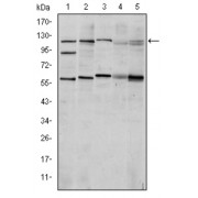 Western blot analysis using HIF1a antibody against Cos7 (1), Hela (2), Jurkat (3), RAJI (4) and NIH/3T3 (5) cell lysate.