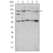 Western blot analysis using HIF1a antibody against Cos7 (1), Hela (2), Jurkat (3), RAJI (4) and NIH/3T3 (5) cell lysate.