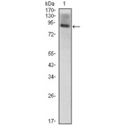 Western blot analysis using ICAM1 antibody against ICAM1 (AA: 28-480) -hIgGFc transfected HEK293 (1) cell lysate.