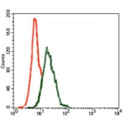 Inner Centromere Protein (INCENP) Antibody
