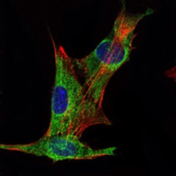 Inhibin Alpha (INHA) Antibody