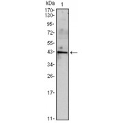 Western blot analysis using INHA antibody against mouse spermary (1) tissues lysate.