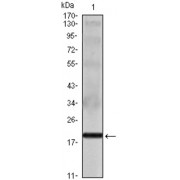 Western blot analysis using IL16 antibody against IL16 recombinant protein.
