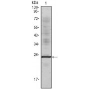 Western blot analysis using IL1a antibody against truncated IL1a recombinant protein.