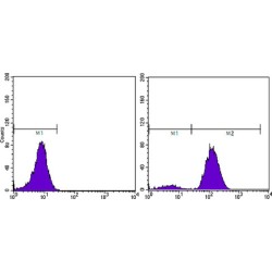 PSA (KLK3) Antibody