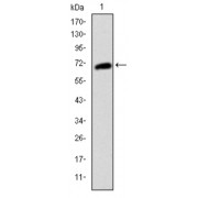 Western blot analysis using KIT antibody against human KIT (AA: 805-976) recombinant protein. (Expected MW is 45 kDa).