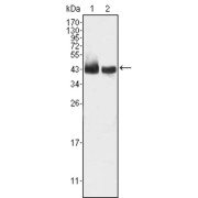 Western blot analysis using KLF15 antibody against HepG2 (1) and SMMC-7721 (2) cell lysate.