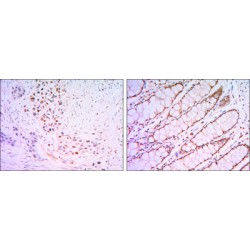 Krueppel-Like Factor 4 (KLF4) Antibody
