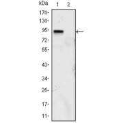 Western blot analysis using KLF4 antibody against KLF4 (aa2-470) -hIgGFc transfected HEK293 (1) and HEK293 (2) cell lysate.