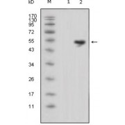 Western blot analysis using LCN1 antibody against HEK293 (1) and LCN1-hIgGFc transfected HEK293 cell lysate (2).