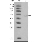 Western blot analysis using LPL antibody against Hela cell lysate (1).