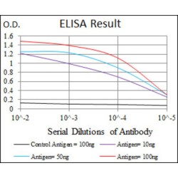 Maternal Embryonic Leucine Zipper Kinase (MELK) Antibody