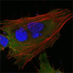 Induced Myeloid Leukemia Cell Differentiation Protein (MCL1) Antibody