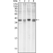 Western blot analysis using MCL1 antibody against Hela (1), BCBL-1 (2), Jurkat (3) and HL60 (4) cell lysate.