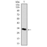 Western blot analysis using THPO antibody against human THPO (AA: 250-303) recombinant protein. (Expected MW is 30 kDa).