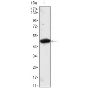 Western blot analysis using MESP1 antibody against MESP1 (AA: 1-200) -hIgGFc transfected HEK293 cell lysate.