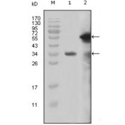 Western blot analysis using MLL antibody against truncated MLL recombinant protein (1) and truncated GFP-MLL (aa3714-3969) transfected Cos7 cell lysate (2).
