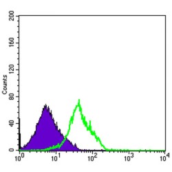 Natural Killer Cells Antigen CD94 (KLRD1) Antibody