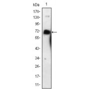 Western blot analysis using NGFR antibody against NGFR-hIgGFc transfected HEK293 cell lysate.