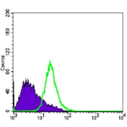 NKX3A Antibody