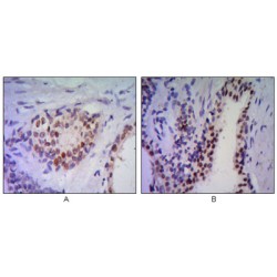 NKX3A Antibody