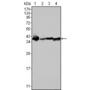 Western blot analysis using NPM antibody against SMMC-7721 (1), HepG2 (2), Hela (3) and HEK293 (4) cell lysate.