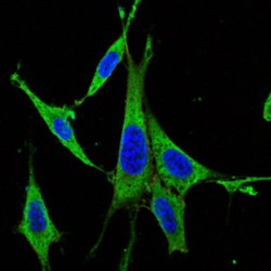 Mitogen-Activated Protein Kinase 3 / ERK1 (MAPK3) Antibody