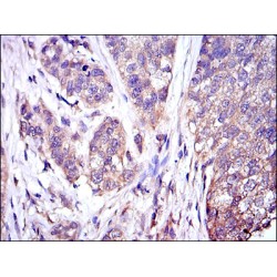 Mitogen-Activated Protein Kinase 3 / ERK1 (MAPK3) Antibody