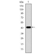 Western blot analysis using MAPK3 antibody against human MAPK3 (AA: 9-143) recombinant protein. (Expected MW is 40.8 kDa).