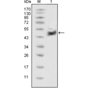 Western blot analysis using p53 antibody against HEK293 cell lysate (1).
