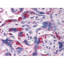 Retrotransposon-Derived Protein PEG10 (PEG10) Antibody