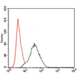 Phosphatidylinositol 3-Kinase Regulatory Subunit Alpha (PIK3R1) Antibody