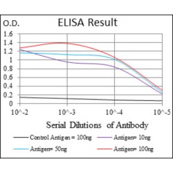 Lymphokine-Activated Killer T-Cell-Originated Protein Kinase (PBK) Antibody