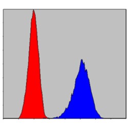 Pirh2 Antibody