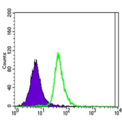Solute Carrier Family 22 Member 1 (SLC22A1) Antibody