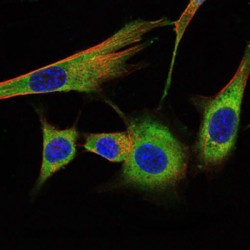 Prohibitin (PHB) Antibody
