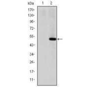 Western blot analysis using MMP1 antibody against HEK293 (1) and MMP1 (AA: 24-213) -hIgGFc transfected HEK293 (2) cell lysate.