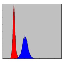 Matrix Metalloproteinase-9 (MMP9) Antibody