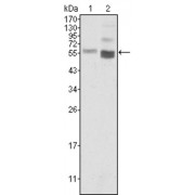 Western blot analysis using PTEN antibody against Hela (1) and NIH/3T3 (2) cell lysate.