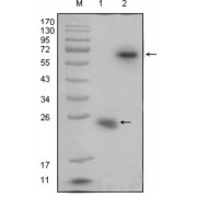 Western blot analysis using RSPO1 antibody against recombinant RSPO1 protein (1) and RSPO1 (aa21-263) -hIgGFc transfected HEK293 cell lysate (2).