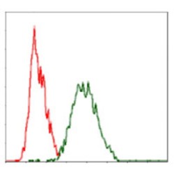Raf Proto-Oncogene Serine/Threonine Protein Kinase (RAF1) Antibody