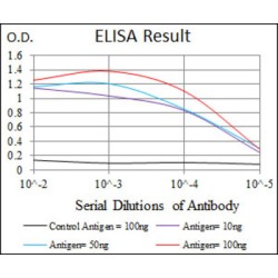 Rho GDP-Dissociation Inhibitor 1 (ARHGDIA) Antibody