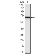 Western blot analysis using KLHL12 antibody against Hela (1) cell lysate.
