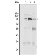 Western blot analysis using SND1/P100 antibody against Hela (1), Jukat (2), HepG2 (3) SMMC-7721 (4) cell lysate.