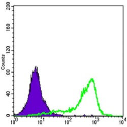 Superoxide Dismutase 1 (SOD1) Antibody