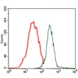 BPI Fold-Containing Family A Member 2 (BPIFA2) Antibody