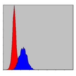 E3 Ubiquitin-Protein Ligase CBL (C-CBL) Antibody