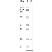 abx011636