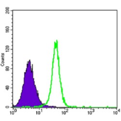 Hexokinase 2 (HK2) Antibody